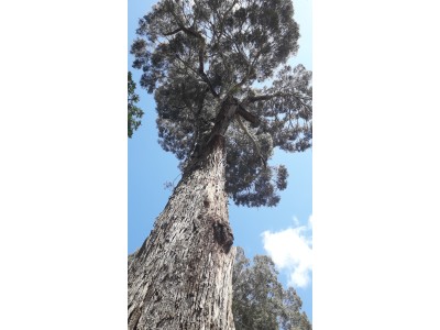 Eucalyptus macarthurii Eucalyptus macarthurii
